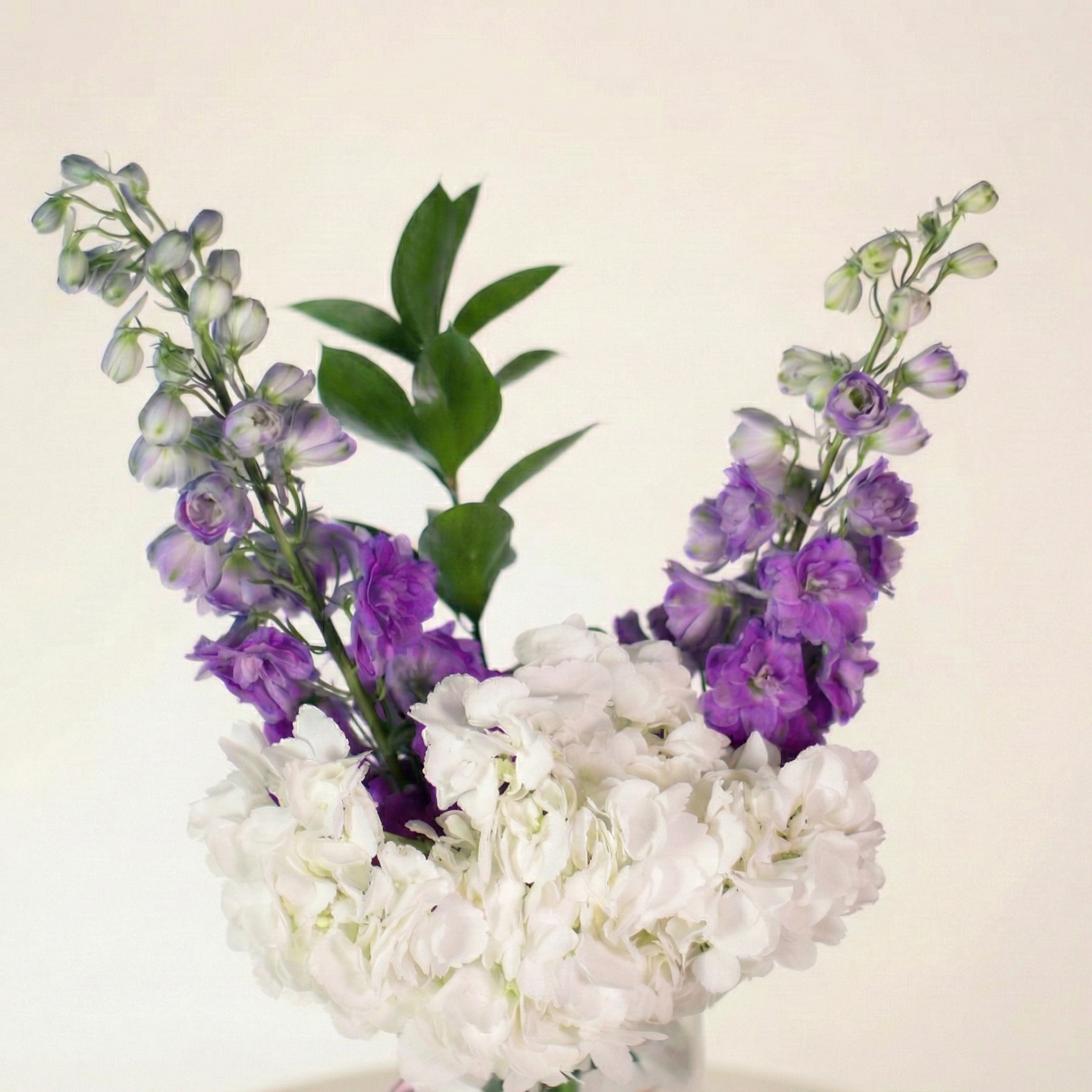 فازة هيدرنجا فريدة