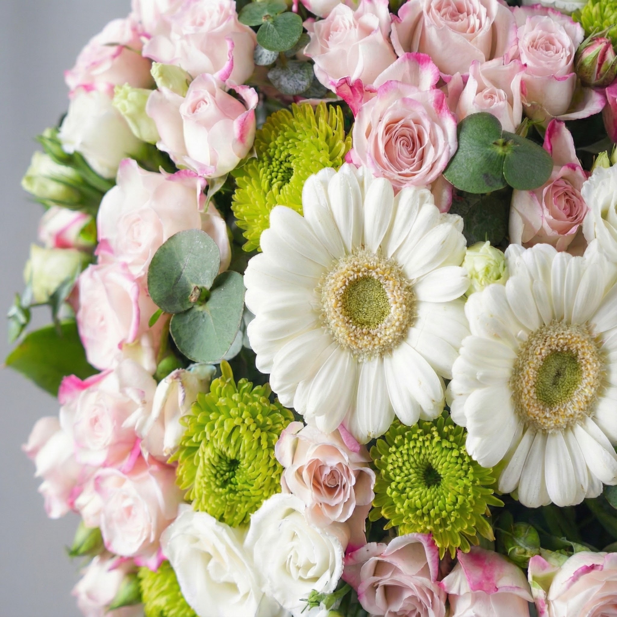 فازة جيربيرا